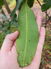 Flindersia bennettii