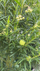 Gomphocarpus physocarpus