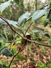 Flindersia bennettii