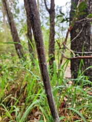 Flindersia bennettii