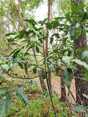 Flindersia bennettii