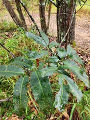 Flindersia bennettii