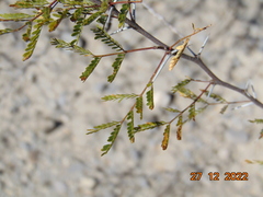 Vachellia vernicosa