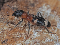 Thanasimus formicarius