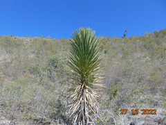 Yucca filifera