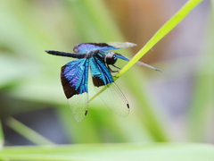 Rhyothemis resplendens