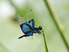 Rhyothemis resplendens