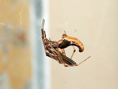 Argyrodes alannae
