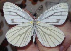 Pieris melete