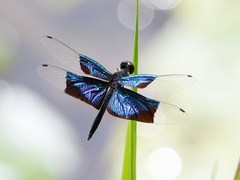 Rhyothemis resplendens