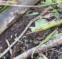 Oxybelis potosiensis