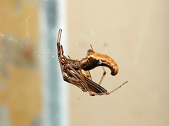 Argyrodes alannae