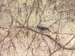 Aphelocoma wollweberi