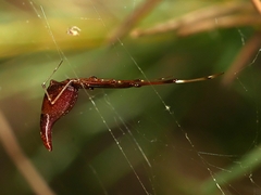 Argyrodes alannae