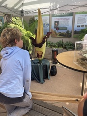 Amorphophallus titanum