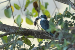 Callichthyinae