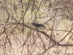 Aphelocoma wollweberi