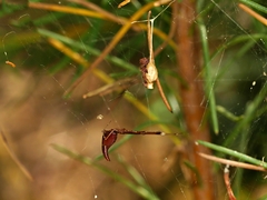 Argyrodes alannae