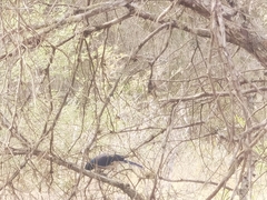 Aphelocoma wollweberi