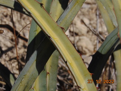 Agave difformis