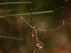Argyrodes alannae