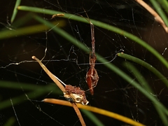 Argyrodes alannae