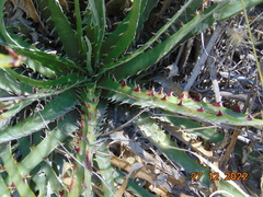 Hechtia glomerata