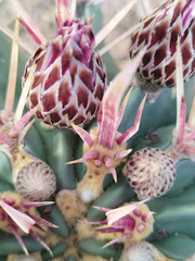 Ferocactus recurvus