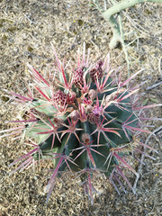 Ferocactus recurvus