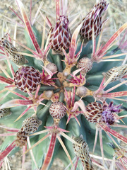 Ferocactus recurvus