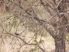 Aphelocoma wollweberi