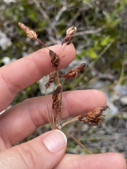 Fimbristylis castanea