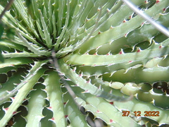 Hechtia glomerata