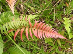 Blechnum penna-marina