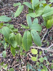Frangula californica californica