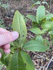 Frangula californica californica