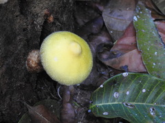 Volvariella bombycina flaviceps