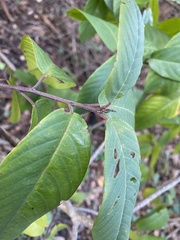 Frangula californica californica
