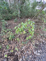 Frangula californica californica