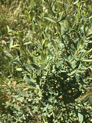 Pimelea pauciflora