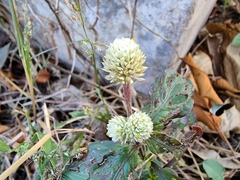 Gomphrenoideae