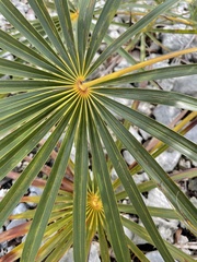 Coccothrinax argentata