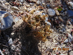 Selaginella lepidophylla