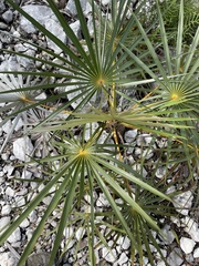 Coccothrinax argentata