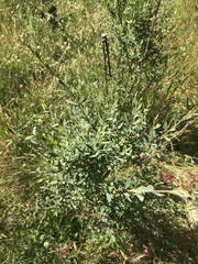 Pimelea pauciflora