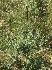 Pimelea pauciflora