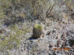 Ferocactus histrix