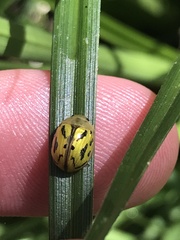Paropsisterna obliterata