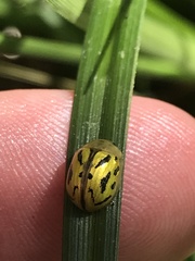 Paropsisterna obliterata