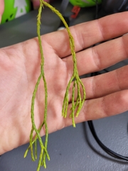 Phlegmariurus billardierei